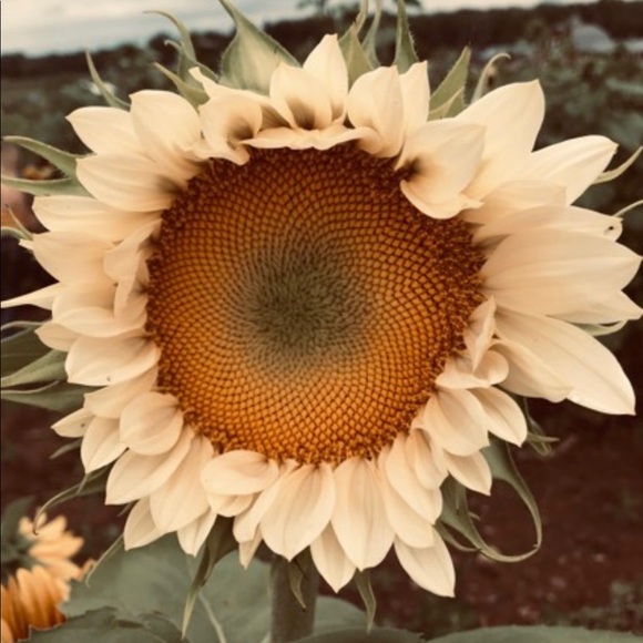 Meet your Posher, Julie - Picture 1 of 1